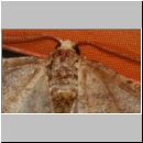 Agriopis marginaria - Frostspanner 10mm 01b.jpg